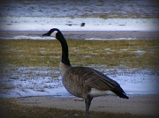 28th Feb 2012 - Canada Goose