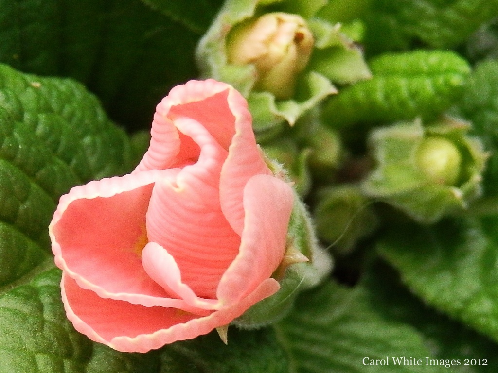 Buds of Spring by carolmw