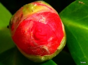 28th Feb 2012 - Camellia In Bud