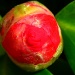 Camellia In Bud by tonygig
