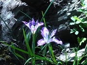 28th Feb 2012 - Wild Iris at Dead lake