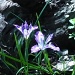 Wild Iris at Dead lake by pandorasecho