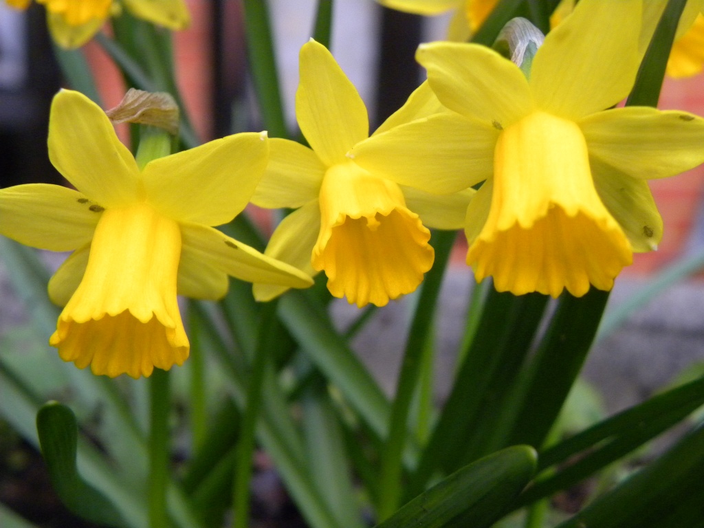 Mini Daffodils  by oldjosh