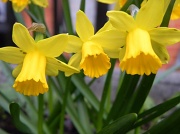 27th Feb 2012 - Mini Daffodils 