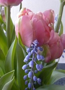 28th Feb 2012 - Flowers for Grams