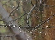 28th Feb 2012 - Crystal Rain