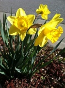 16th Feb 2012 - The daffodils are blooming!