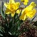 The daffodils are blooming! by graceratliff