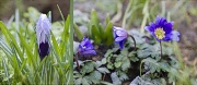29th Feb 2012 - Spring Flower Diptych