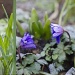 Spring Flower Diptych by jgpittenger