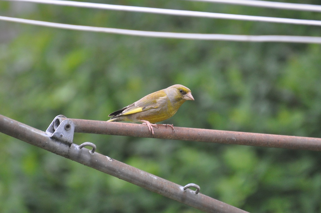 Greenfinch by overalvandaan