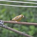Greenfinch by overalvandaan