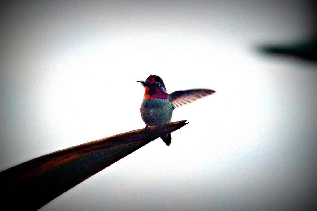 Hummingbird by melinareyes