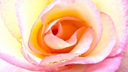 29th Feb 2012 - "A rose is a rose and...
