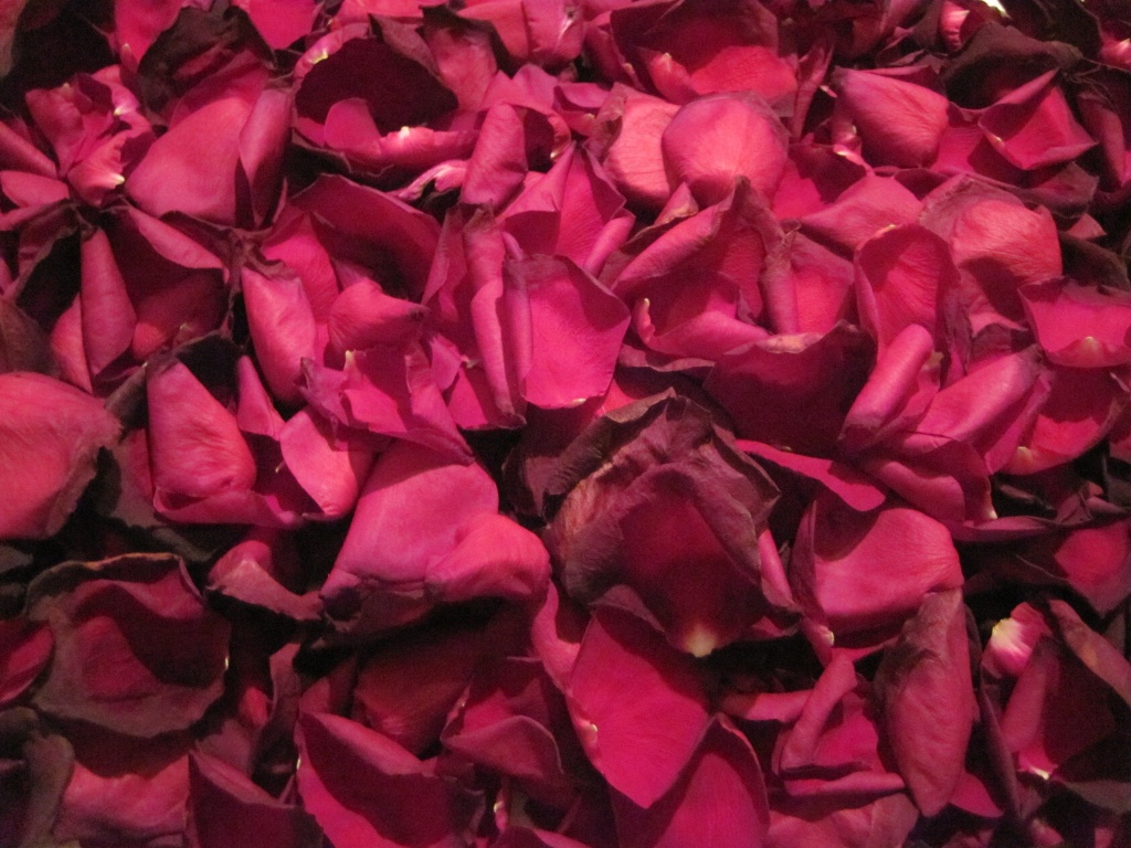 Rose Petals by dakotakid35