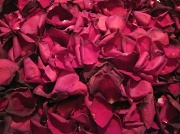 28th Feb 2012 - Rose Petals
