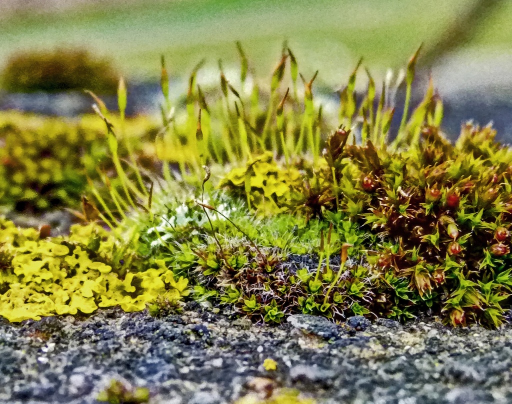 lichen and moss by jantan
