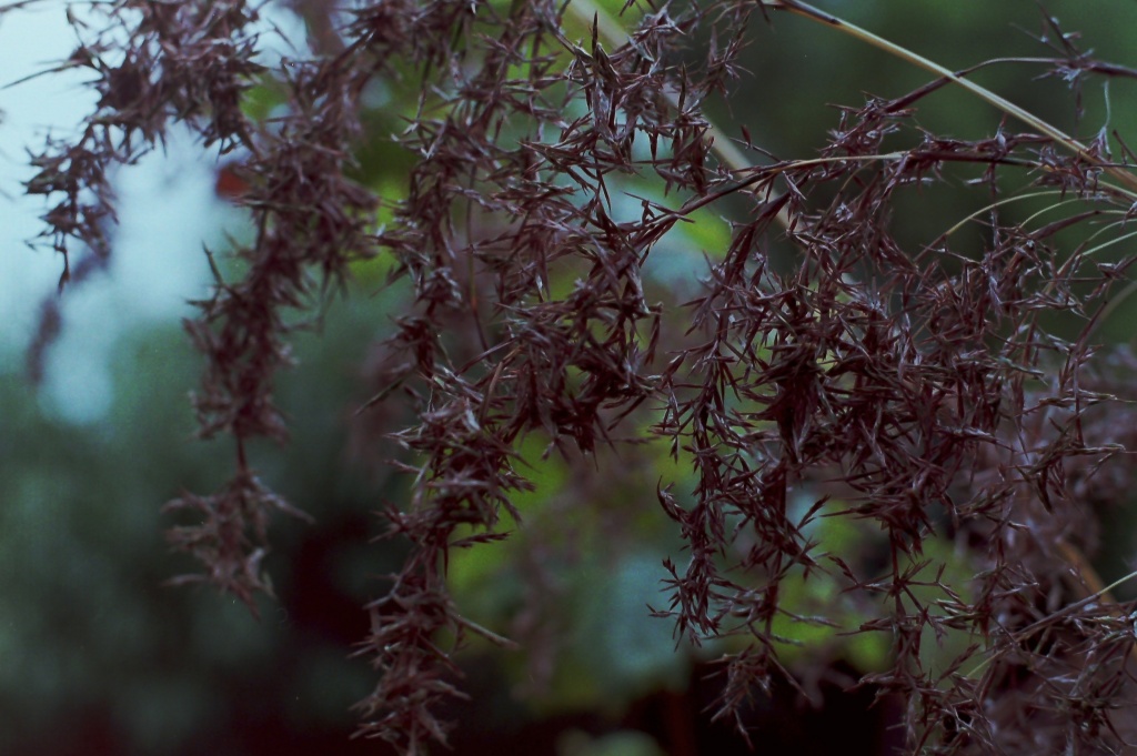 Lemongrass seeds by peterdegraaff