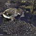 29.2.12 Frog by stoat
