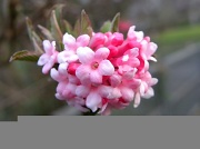 29th Feb 2012 - Blossom