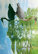 28th Feb 2012 - Reflected; Blue Egret