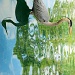Reflected; Blue Egret by lostwaveitb
