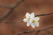 29th Feb 2012 - Copper-bottomed blossom