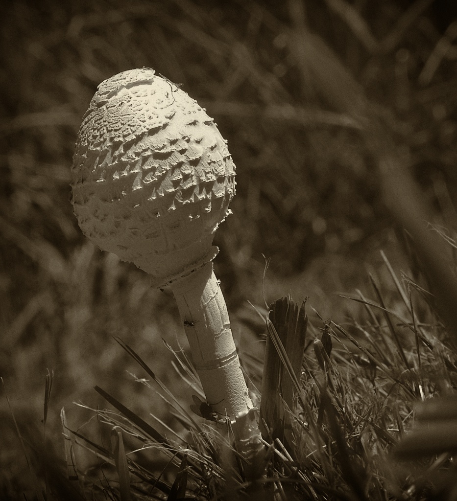 one mushroom  by ltodd