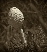 25th Feb 2012 - one mushroom 