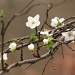 Branchful of blossom by dulciknit