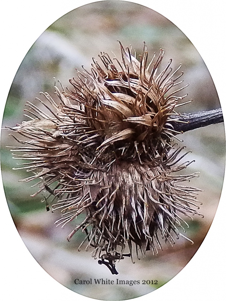 Prickly Heads by carolmw