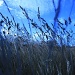 Blue Grass by wenbow
