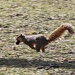 Squirrel on the Run by lisabell
