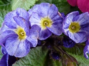 29th Feb 2012 - Primulas opening to the sun just outside my kitchen door