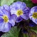 Primulas opening to the sun just outside my kitchen door by lellie