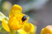 29th Feb 2012 - Little Beetle