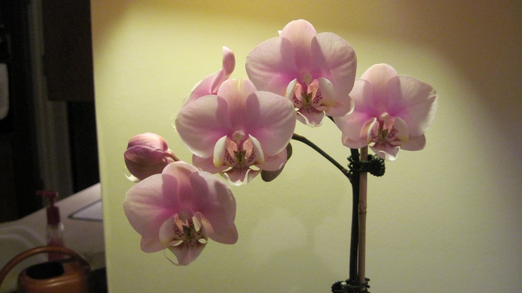 Dad's orchid by kchuk