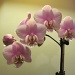 Dad's orchid by kchuk
