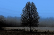 29th Feb 2012 - Tree and Fence Line