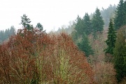 29th Feb 2012 - winter trees