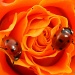 Ladybirds by tonygig