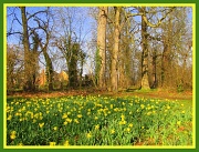1st Mar 2012 - A host of golden daffodils