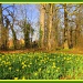 A host of golden daffodils by busylady