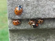 1st Mar 2012 - A cluster of ladybirds