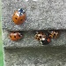 A cluster of ladybirds by clairecrossley