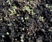 1st Mar 2012 - Cauliflower seedlings 