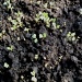 Cauliflower seedlings  by jennymdennis