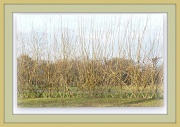 1st Mar 2012 - through the willow