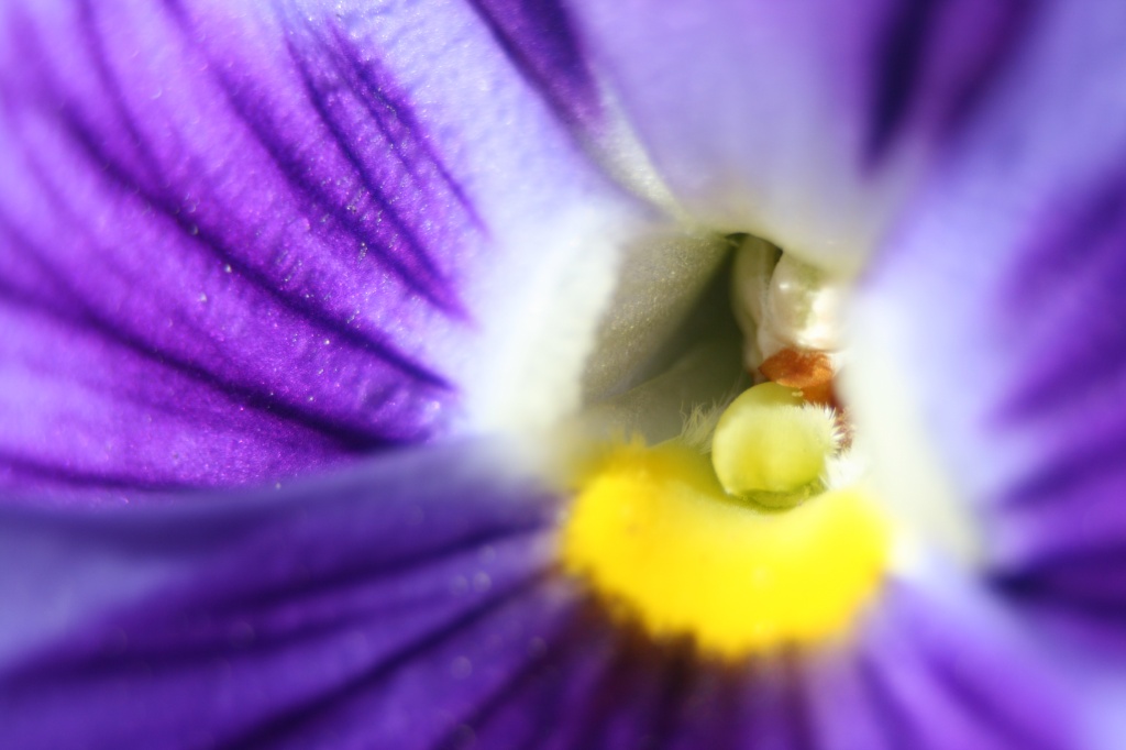 Pansy by kerristephens