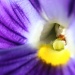 Pansy by kerristephens